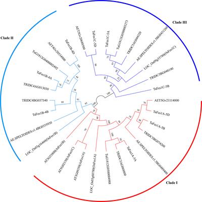 Distribution, expression of hexaploid wheat Fes1s and functional characterization of two TaFes1As in Arabidopsis